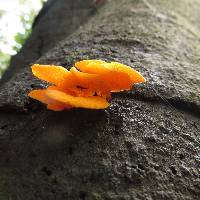 Favolaschia calocera image