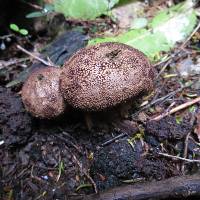 Lycoperdon perlatum image