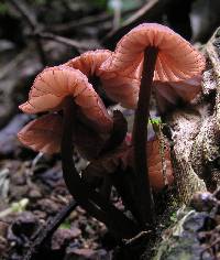 Mycena rubroglobulosa image