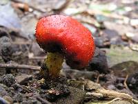 Leratiomyces erythrocephalus image