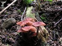 Mycena rubroglobulosa image