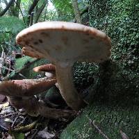 Agrocybe parasitica image