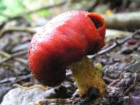 Leratiomyces erythrocephalus image