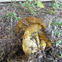 Lactarius turpis image