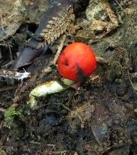 Leratiomyces erythrocephalus image