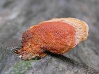 Pycnoporus coccineus image