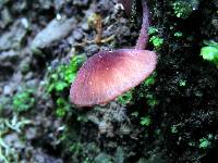 Mycena rubroglobulosa image