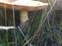 Amanita muscaria image