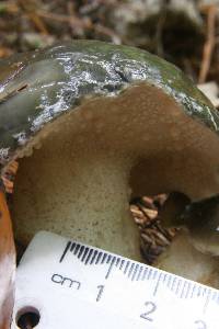 Suillus subacerbus image