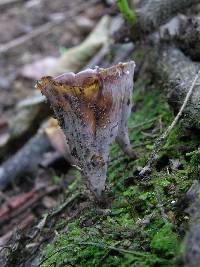 Podoscypha petalodes image