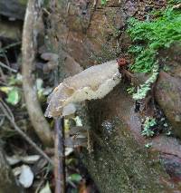 Pseudohydnum gelatinosum image