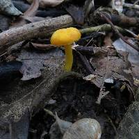 Hygrocybe julietae image