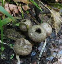 Lycoperdon perlatum image