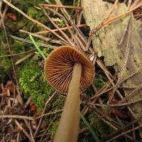 Entoloma cuneatum image