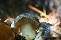 Suillus subacerbus image