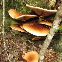 Agrocybe parasitica image