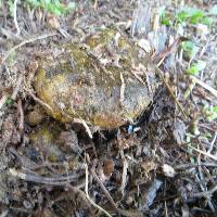 Lactarius turpis image