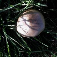 Volvariella gloiocephala image