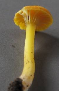 Hygrocybe julietae image