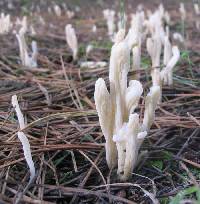 Clavulina rugosa image