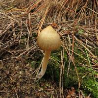 Entoloma cuneatum image