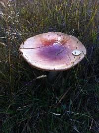 Amanita muscaria image