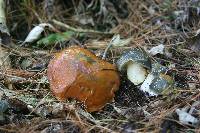 Suillus subacerbus image