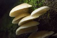 Conchomyces bursiformis image