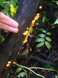 Favolaschia calocera image