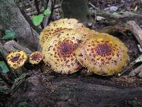 Pholiota aurivella image