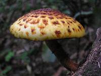 Pholiota aurivella image