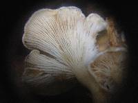 Pleurocollybia cremea image