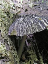 Pluteus readiarum image