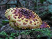 Pholiota aurivella image