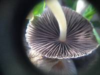 Coprinellus disseminatus image