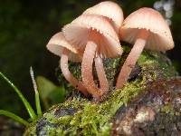 Mycena parsonsii image