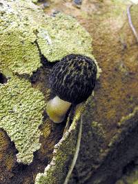 Pluteus readiarum image