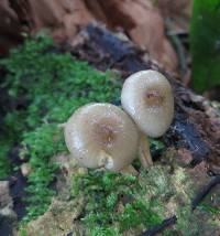 Armillaria novae-zelandiae image