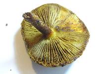 Pholiota aurivella image