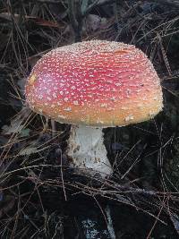 Amanita muscaria image