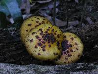 Pholiota aurivella image