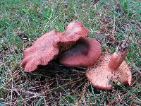 Lactarius rufus image