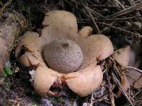 Geastrum saccatum image