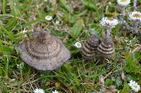 Entoloma translucidum image