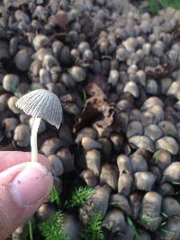 Coprinellus disseminatus image