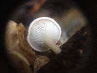 Pleurocollybia cremea image