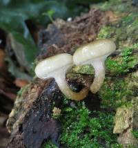 Armillaria novae-zelandiae image