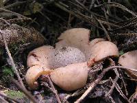 Geastrum saccatum image