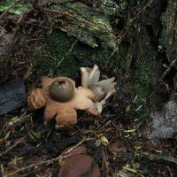 Geastrum saccatum image