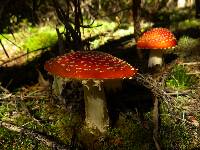 Amanita muscaria image